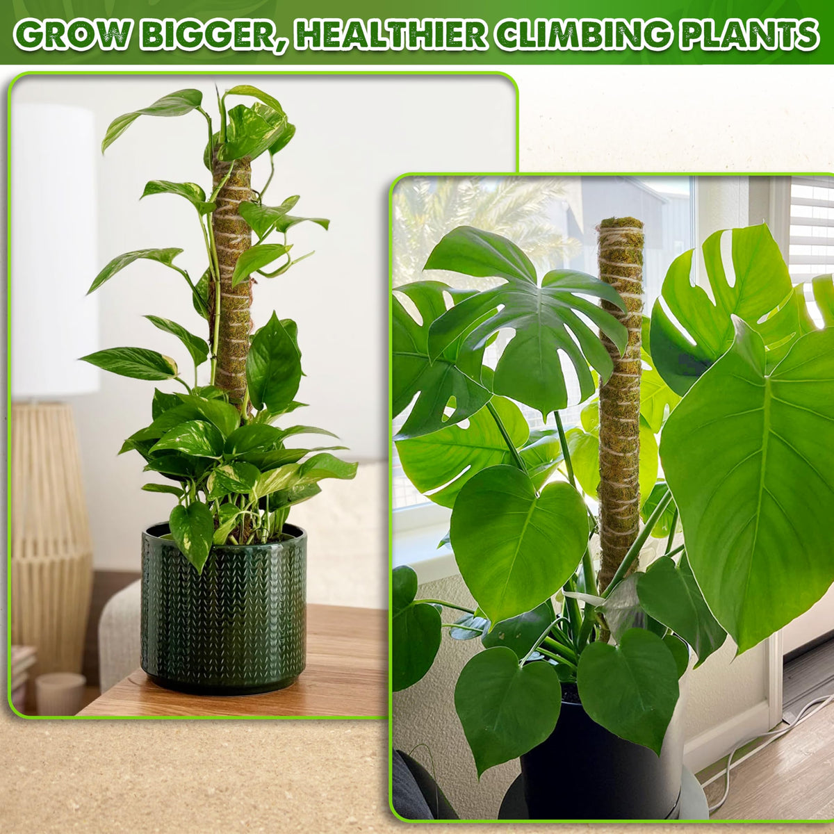 Duspro moss pole used with pothos climbing to guide upward growth