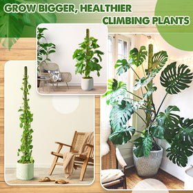 Duspro moss pole ready-to-use Monstera support for vertical growth
