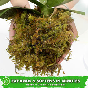 Duspro moss terrarium decor adds greenery and humidity for terrarium habitats.