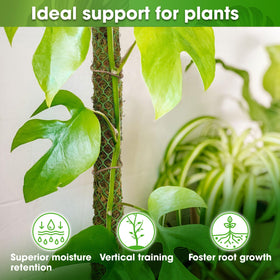 Duspro natural forest moss pole enhances plant display with green aesthetics.