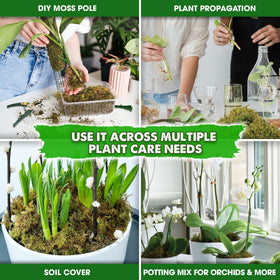 Duspro natural moss for reptiles provides a soft, natural bedding and hiding area.