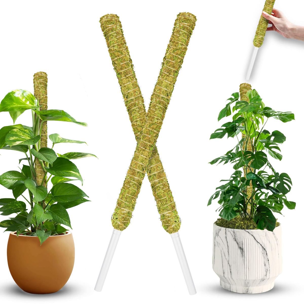 Duspro natural stackable moss pole supports Monstera upward growth with lush green forest moss.