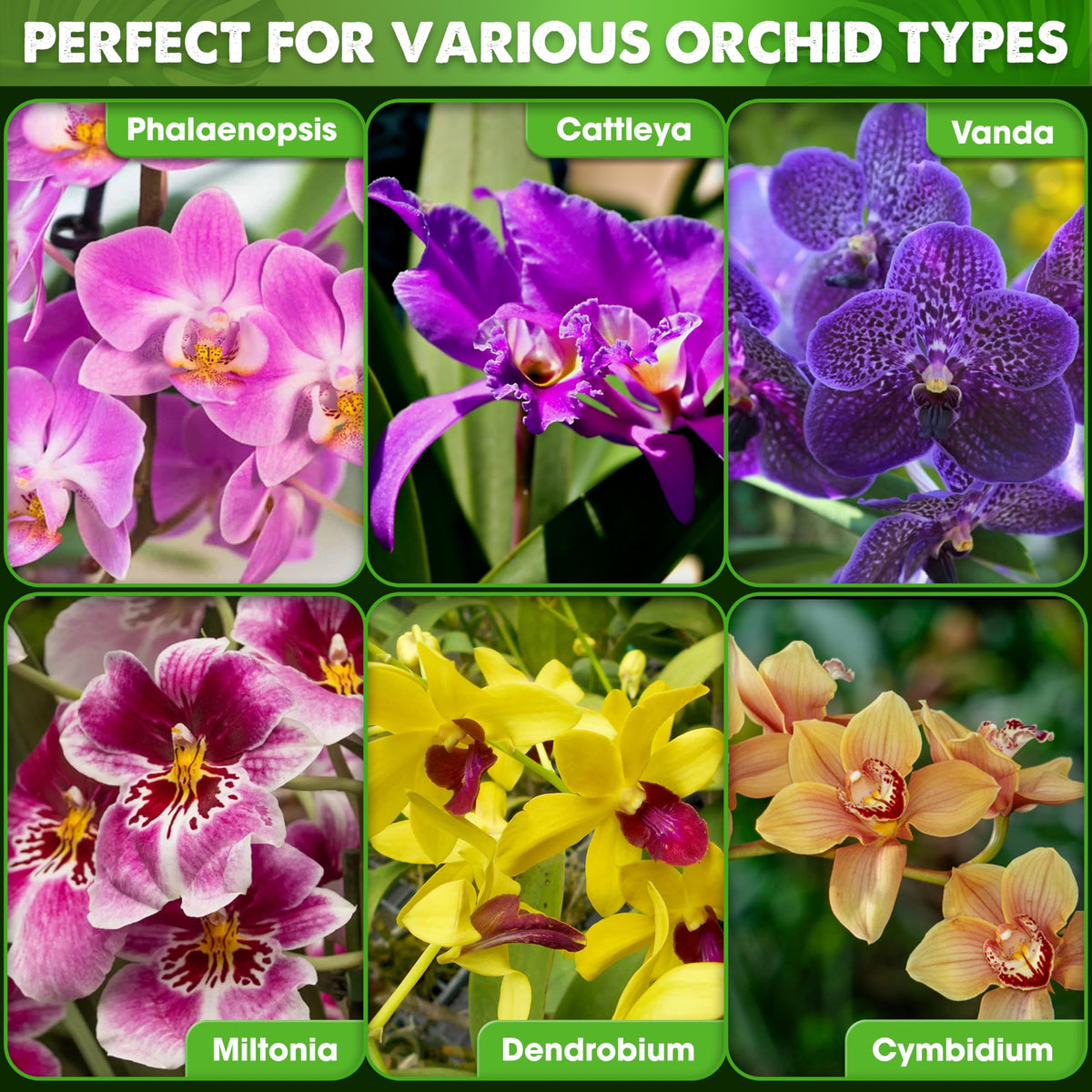 Duspro orchid potting mix for repotting setup without the pot included.