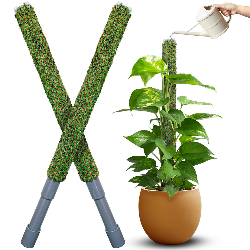Duspro self-watering moss pole elevates indoor plants with sustained hydration.