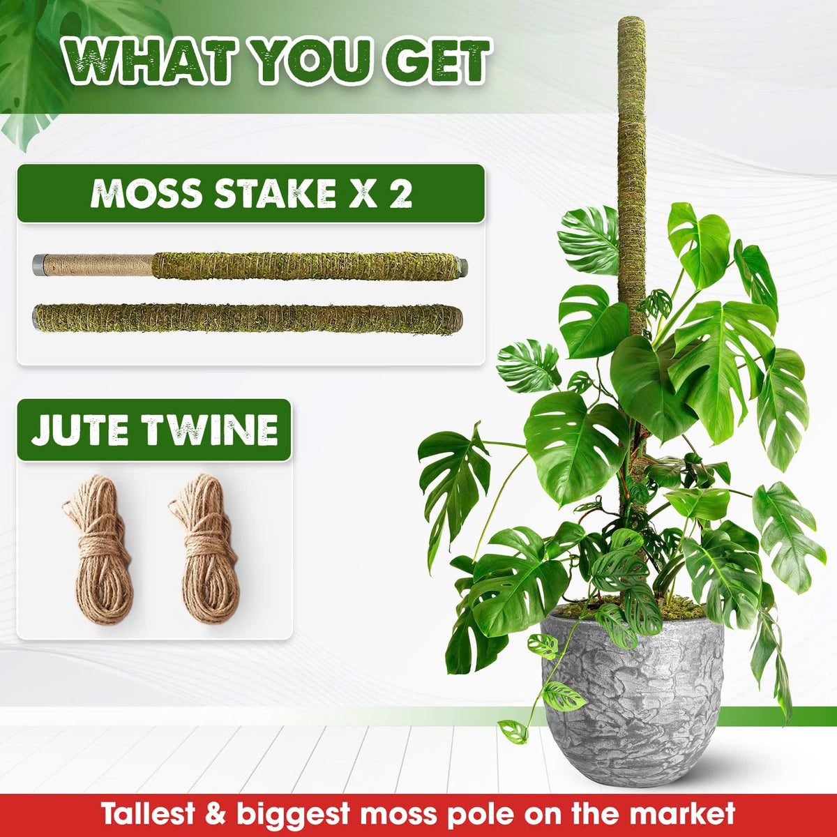 Duspro versatile plant stake helps Monstera and pothos climb gracefully
