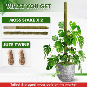 Duspro versatile plant stake helps Monstera and pothos climb gracefully