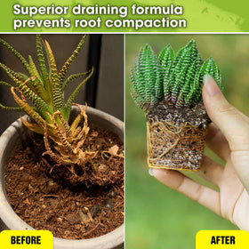Duspro worm castings provide natural nutrients for strong root growth
