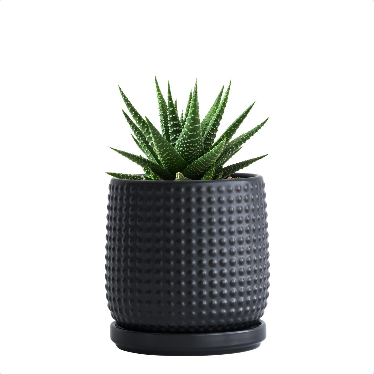 D'vine Dev 4-inch ceramic beaded pot front view with drainage for indoor succulents