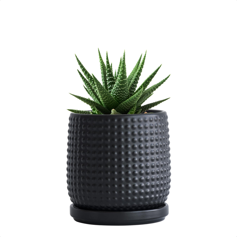 D'vine Dev 4-inch ceramic beaded pot front view with drainage for indoor succulents