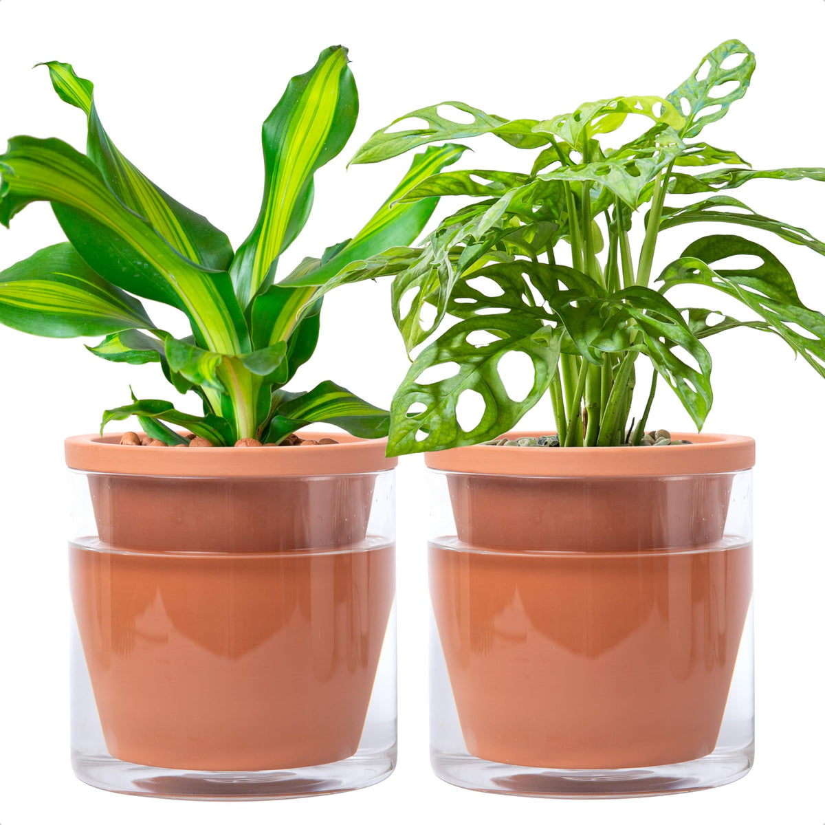 D'vine Dev 6-inch self-watering pot with glass reservoir for steady moisture.