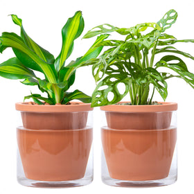 D'vine Dev 6-inch self-watering pot with glass reservoir for steady moisture.