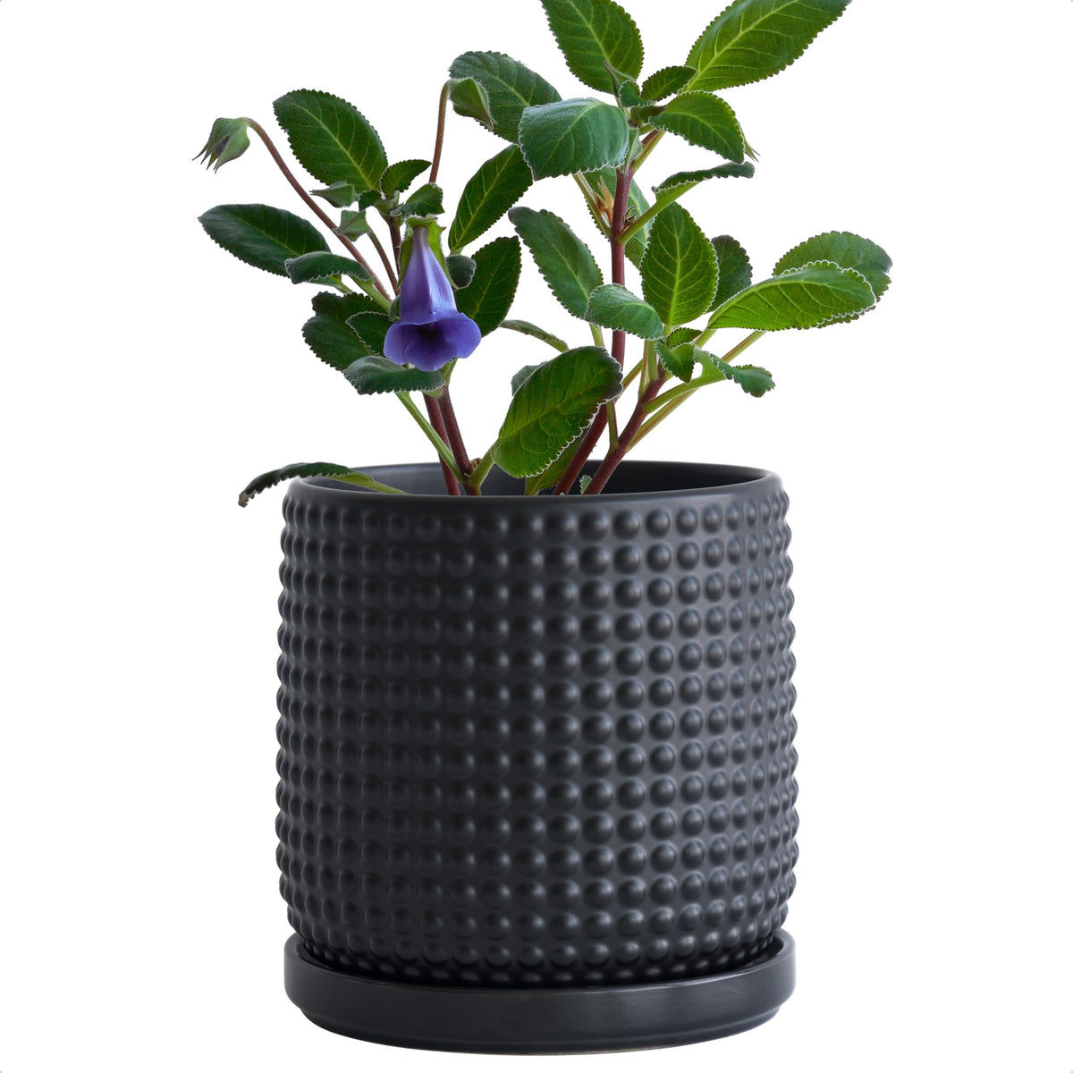 D'vine Dev 6inch ceramic beaded stoneware planter in ebony matte for indoor decor.