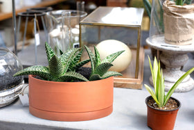 D'vine Dev pot on a window sill shows decorative, low-maintenance plant display