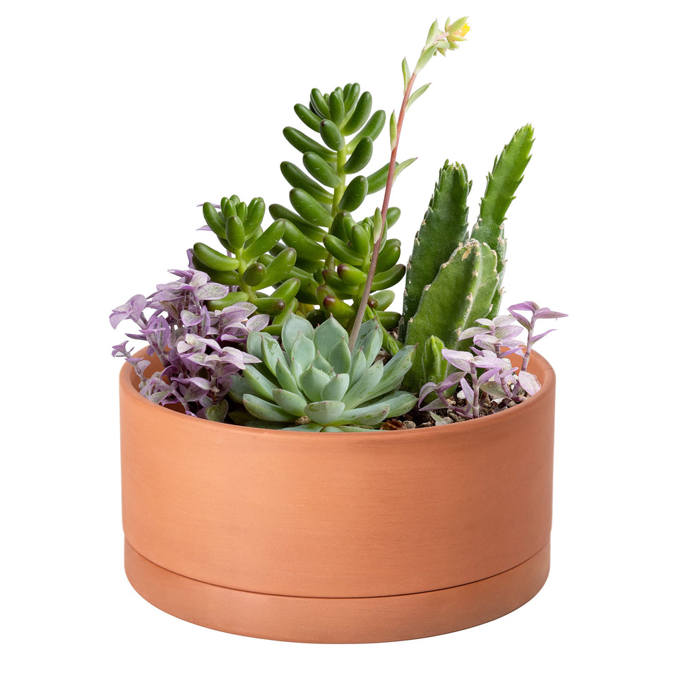 D'vine Dev 8-Inch succulent pot top view showing round cylindrical shape for healthy root aeration