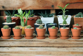 D'vine Dev terracotta pots decorating a balcony with natural style