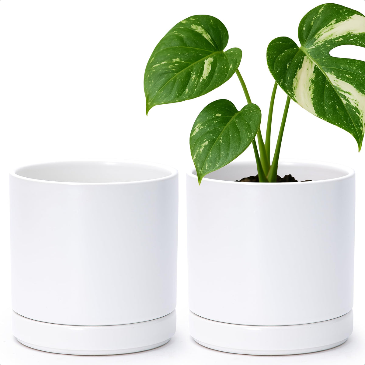 D'vine Dev ceramic plant pot 6.5-inch white front view ideal for indoor decor.