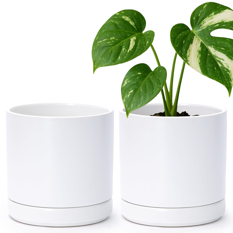 D'vine Dev ceramic plant pot 6.5-inch white front view ideal for indoor decor.