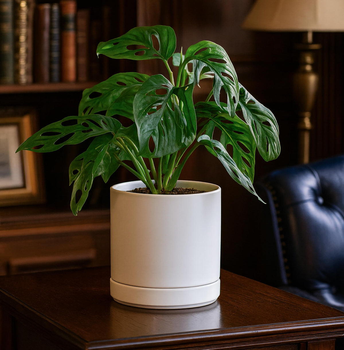 D'vine Dev planter with saucer showcases clean white finish for modern decor.