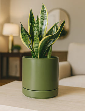 D'vine Dev ceramic saucer included with the olive planter.
