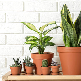 D'vine Dev 18-pack prepared for classroom plant project
