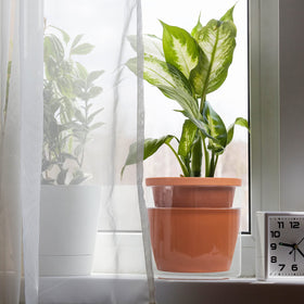 D'vine Dev clear glass reservoir highlights water level for easy refills.