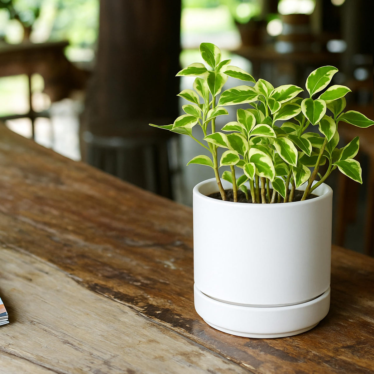 D'vine Dev close-up of white ceramic planter shows smooth glaze.