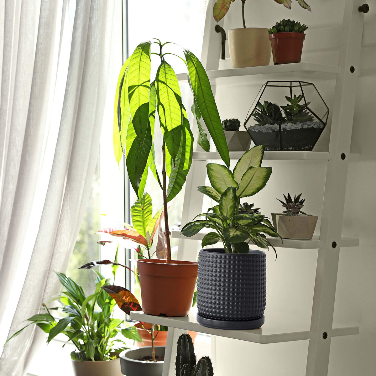 D'vine Dev compact indoor planter ideal for succulents and small blooms.