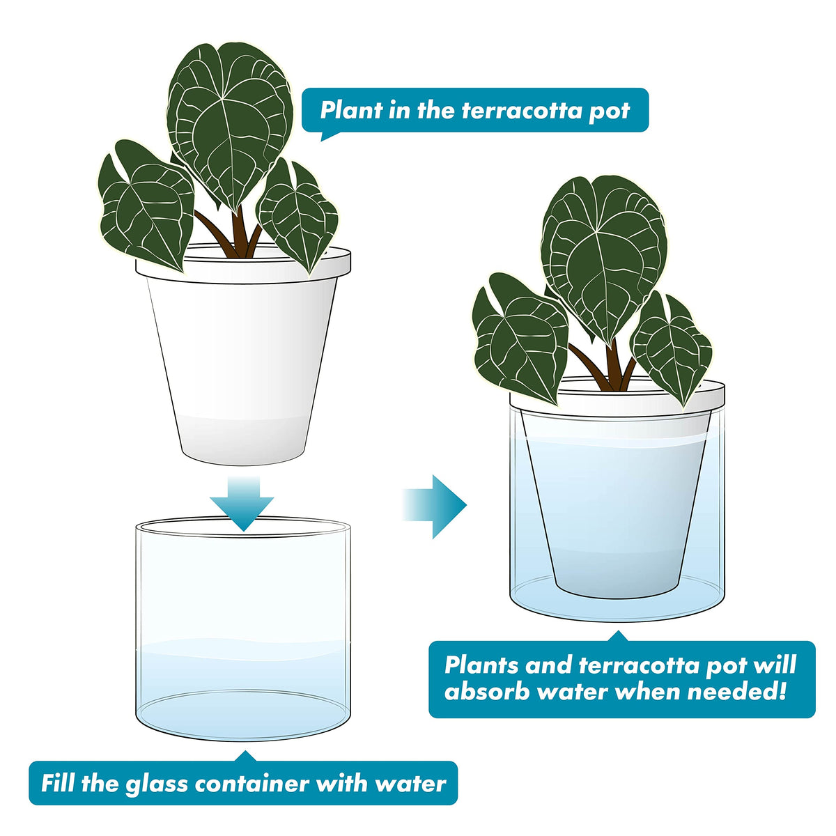 D'vine Dev 2-pack is ideal as a gift for plant lovers.