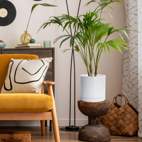 D'vine Dev white cylinder planter on a desk with a small plant