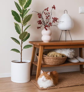 D'vine Dev indoor/outdoor 10-inch planter combines style and practicality.