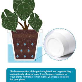 D'vine Dev no drainage holes prevent spills and keep surfaces tidy.