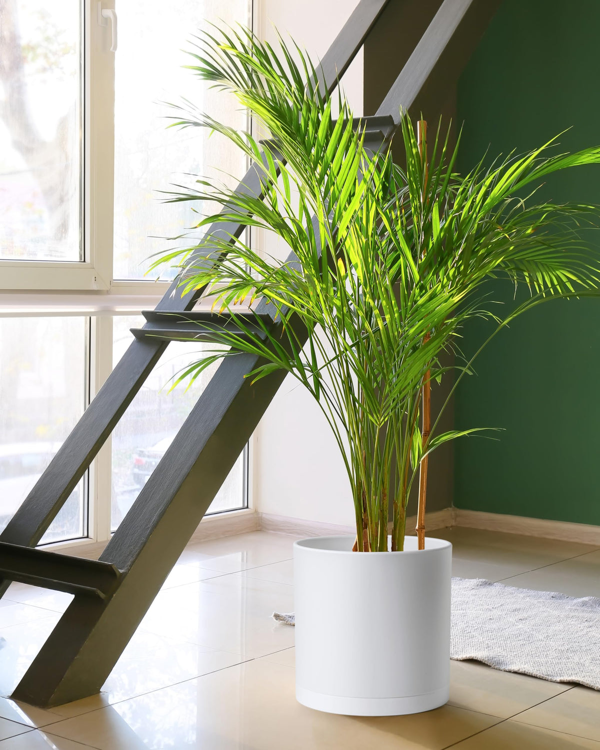 D'vine Dev planter with saucer demonstrates tidy, spill-free setup.