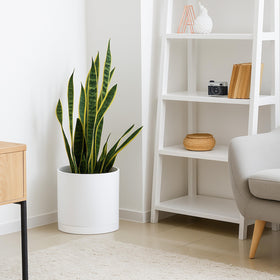 D'vine Dev matte-finish planter made from durable thick-walled plastic.