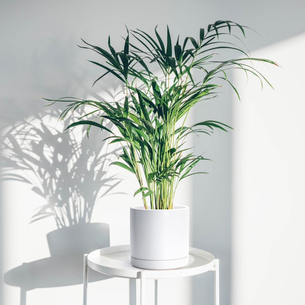 D'vine Dev white planter with saucer included for tidy indoor setups