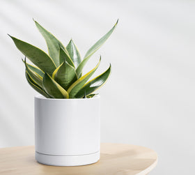 D'vine Dev protective scratch pad under planter prevents surface scratches