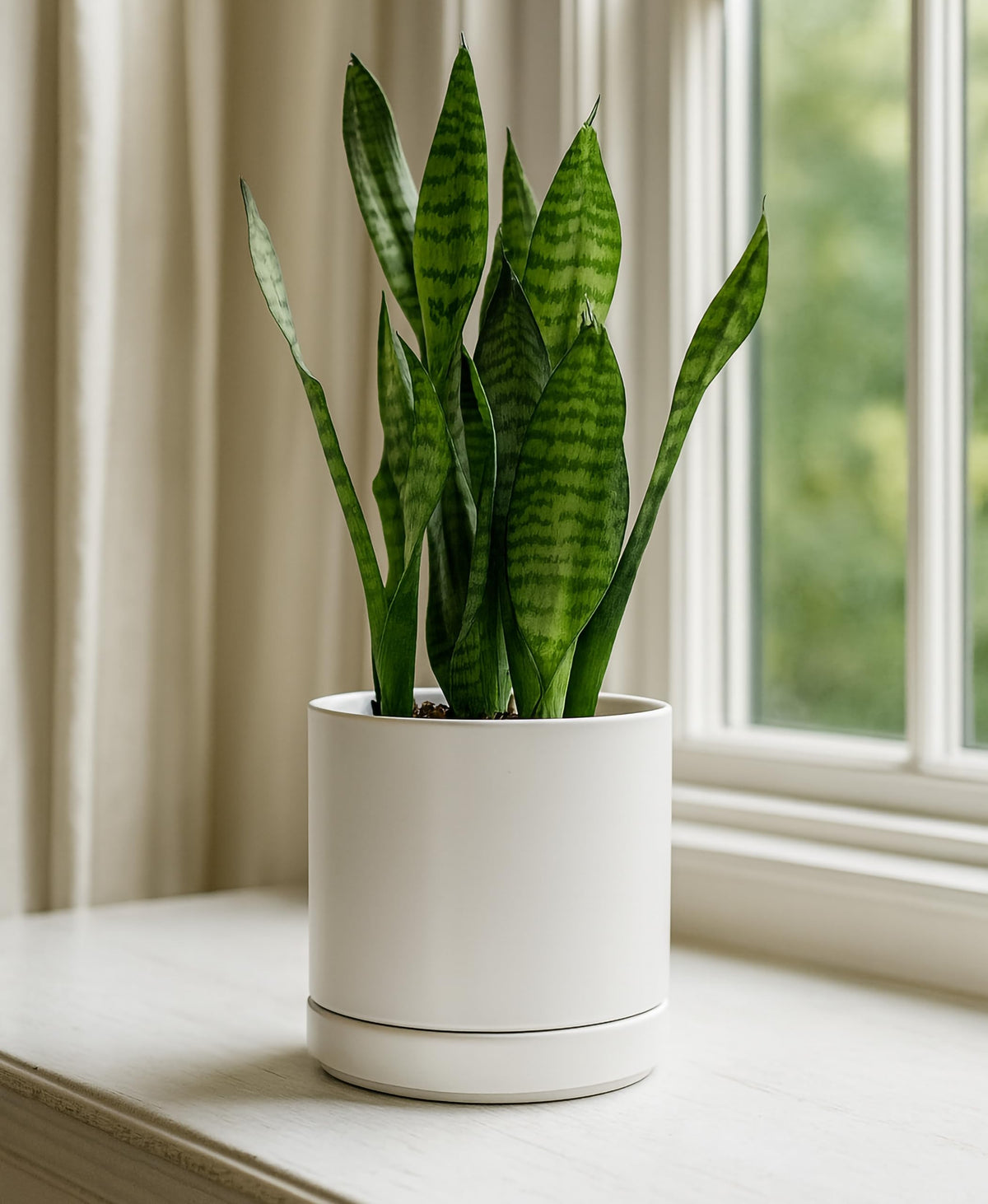 D'vine Dev two-pack ceramic planters white offer stylish indoor display.