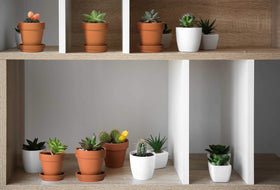 D'vine Dev propagation setup with terracotta pots for seedlings