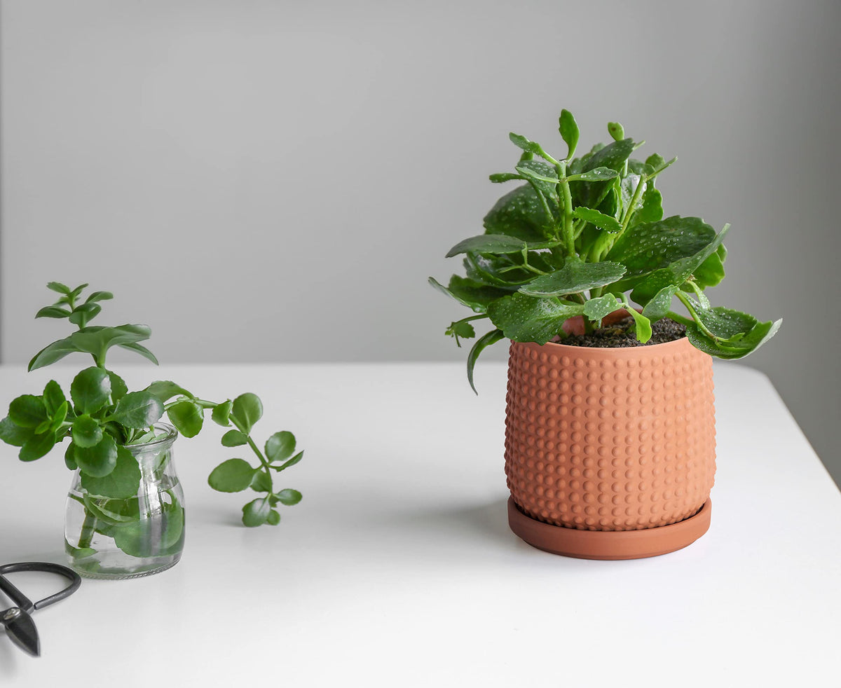 D'vine Dev protective pad keeps tabletops safe while plants thrive.