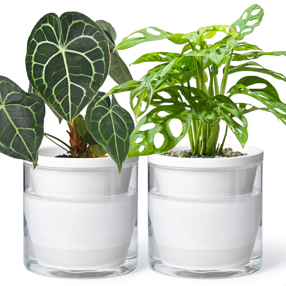 D'vine Dev self-watering planter with white terracotta pot keeps plants hydrated with ease.