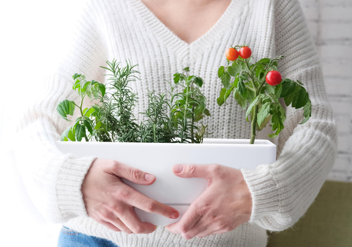 D'vine Dev set of two planters offers balanced windowsill gardening options.