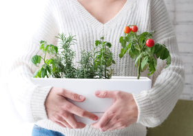 D'vine Dev set of two planters offers balanced windowsill gardening options.