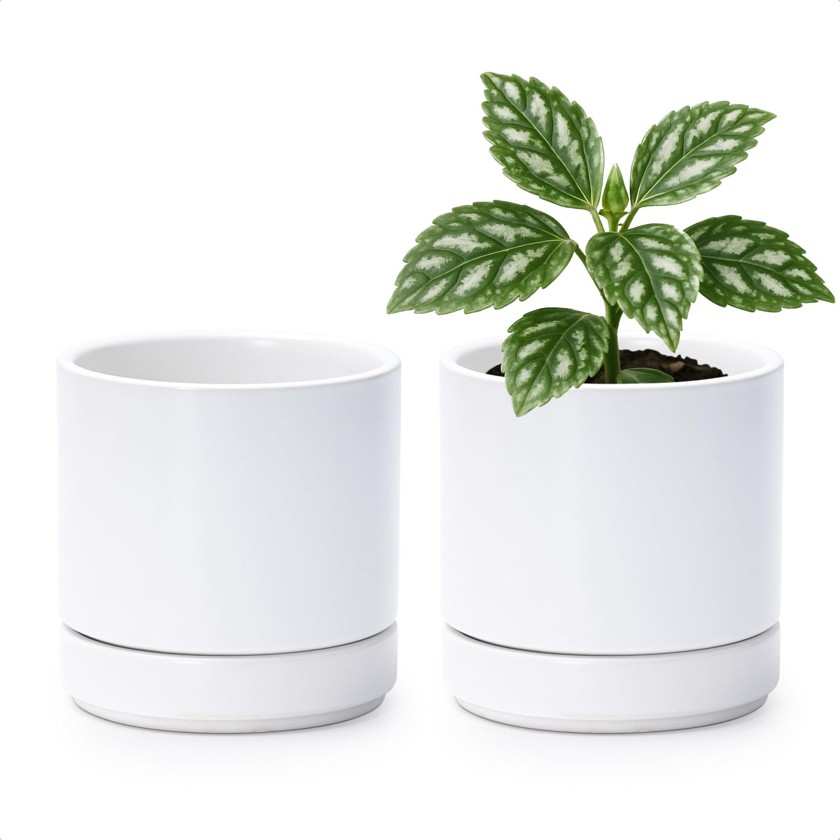 D'vine Dev two white ceramic pots, stylish and compact for vibrant indoor setups.