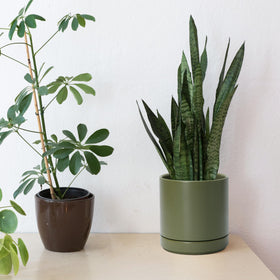 D'vine Dev compact 6.5-inch olive planter suited for small spaces