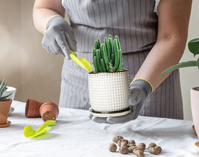 D'vine Dev succulent display in smoked white planter for desks and shelves.