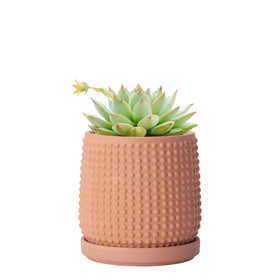 D'vine Dev terracotta beaded planter, front view, ideal for stylish indoor plant display.