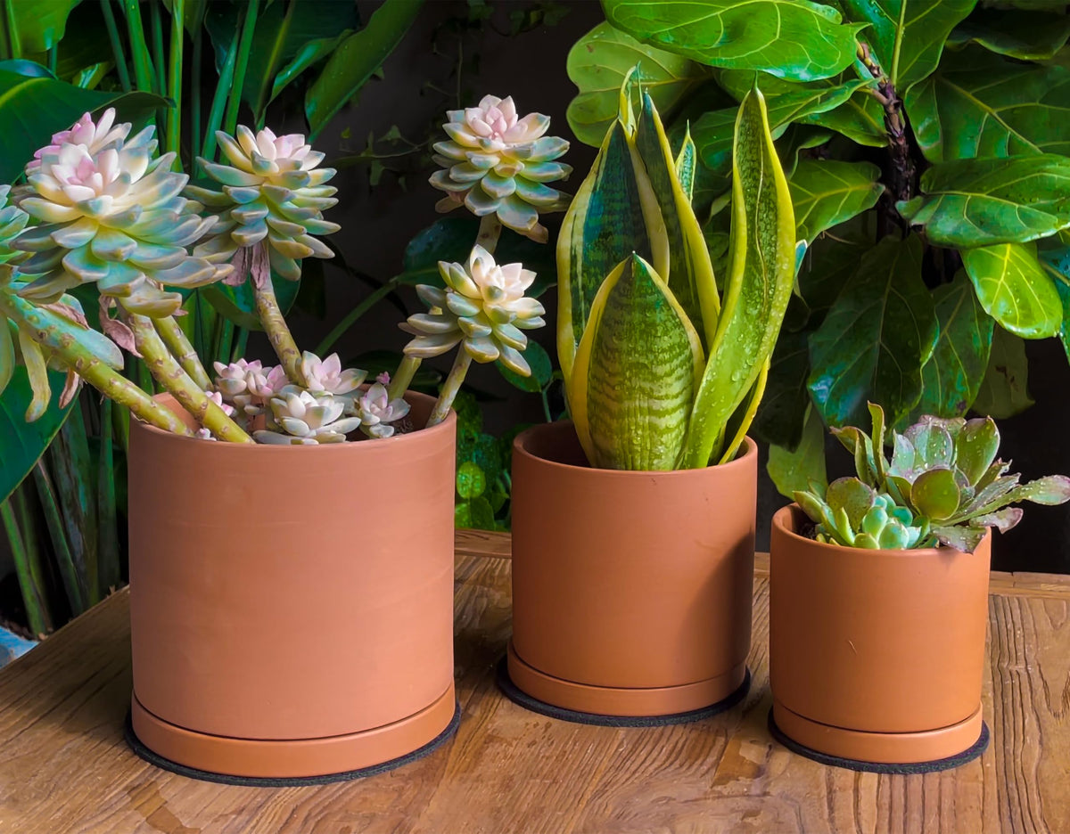 D'vine Dev terracotta pot 5.3-inch ideal for miniature cacti and herbs.
