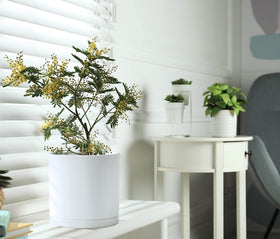 D'vine Dev white set of three planters for versatile desktop arrangements.