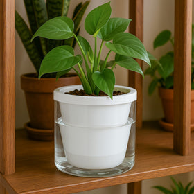 D'vine Dev white terracotta planter complements modern decor and indoor spaces.