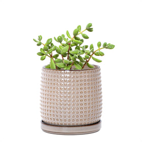 D'vine Dev ceramic beaded planter front view for chic indoor greenery