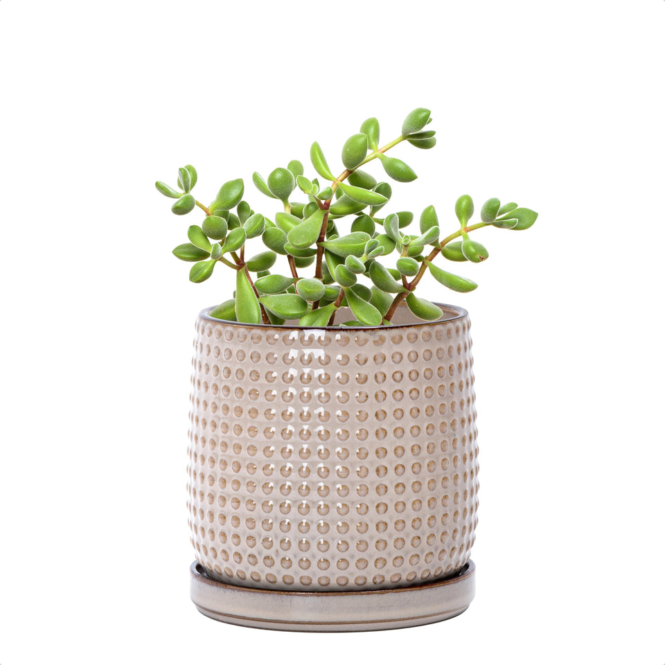 D'vine Dev ceramic beaded planter front view for chic indoor greenery